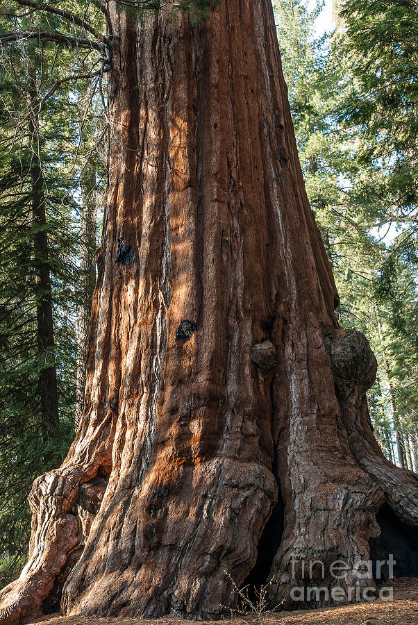 Giant Sequoia Photograph - Giant Sequoia by Stephen Parker