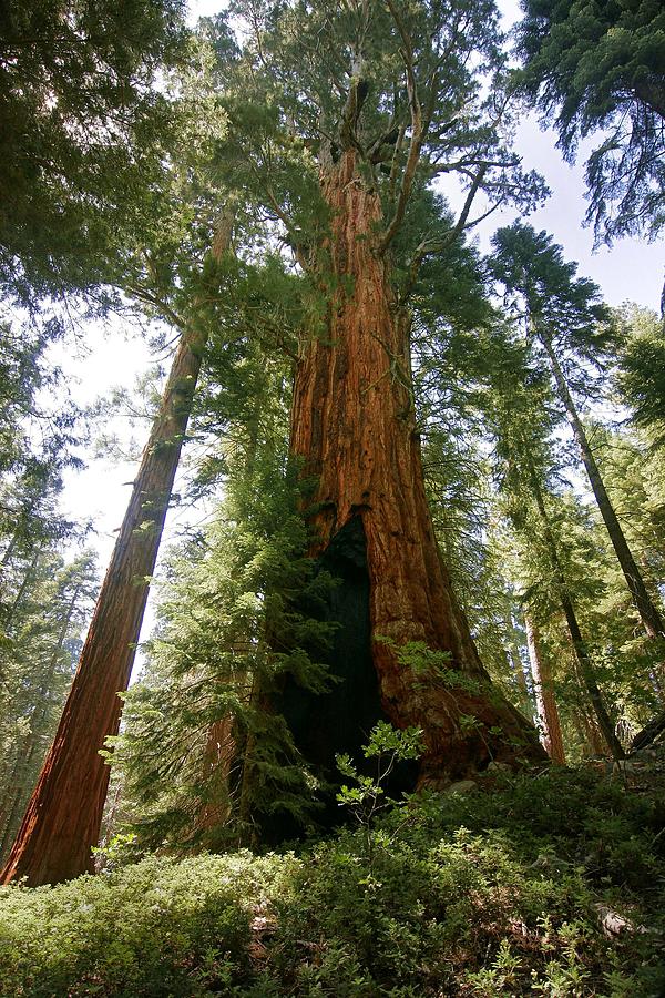 Giant Sequoia Trail of 100 Giants Photograph by Dan Blackburn - Fine ...