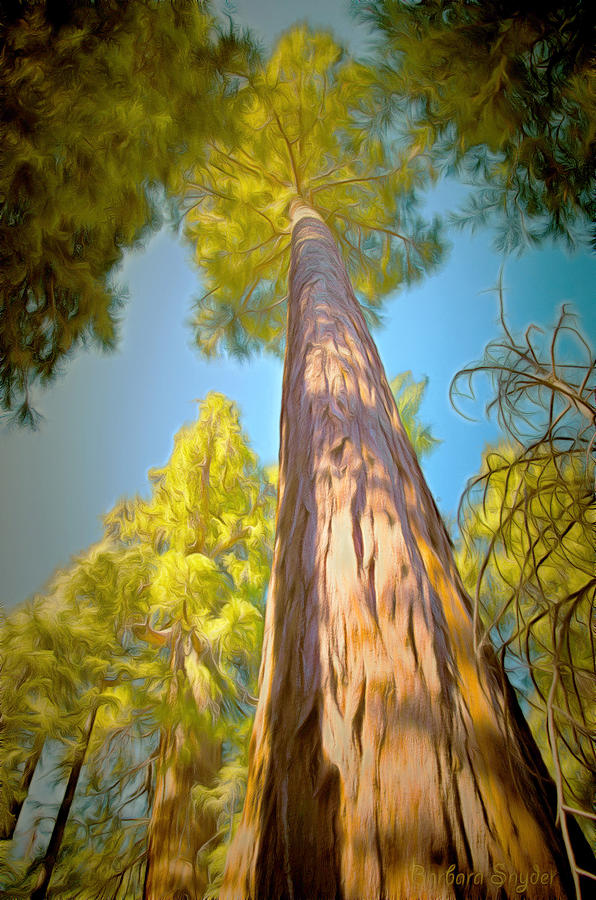 Tree Painting - Giant Sequoia Tree by Barbara Snyder