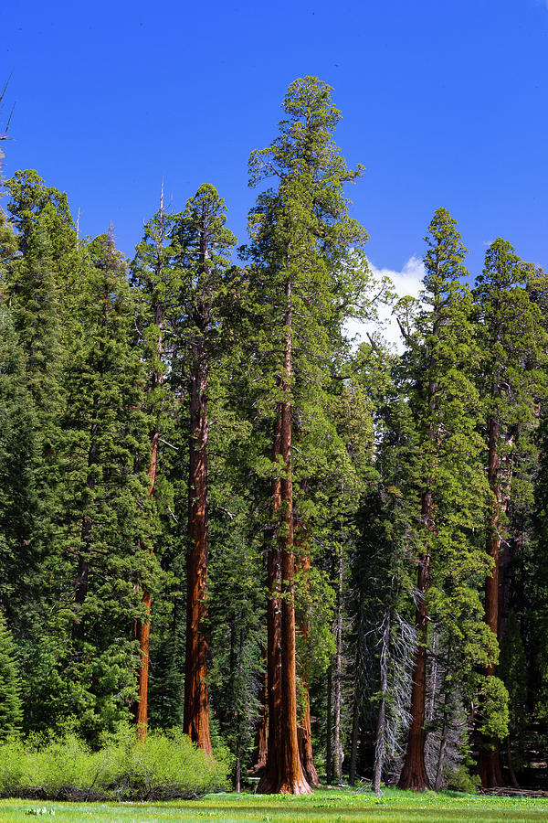 Giant Sequoia Tree In A Forest, Sequoia Photograph by Panoramic Images