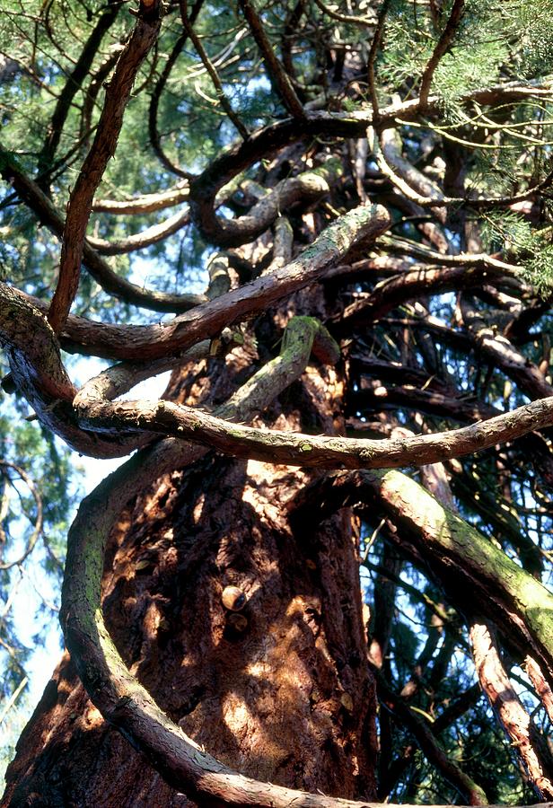 Giant Sequoia Tree Photograph by Terry Mead/science Photo Library