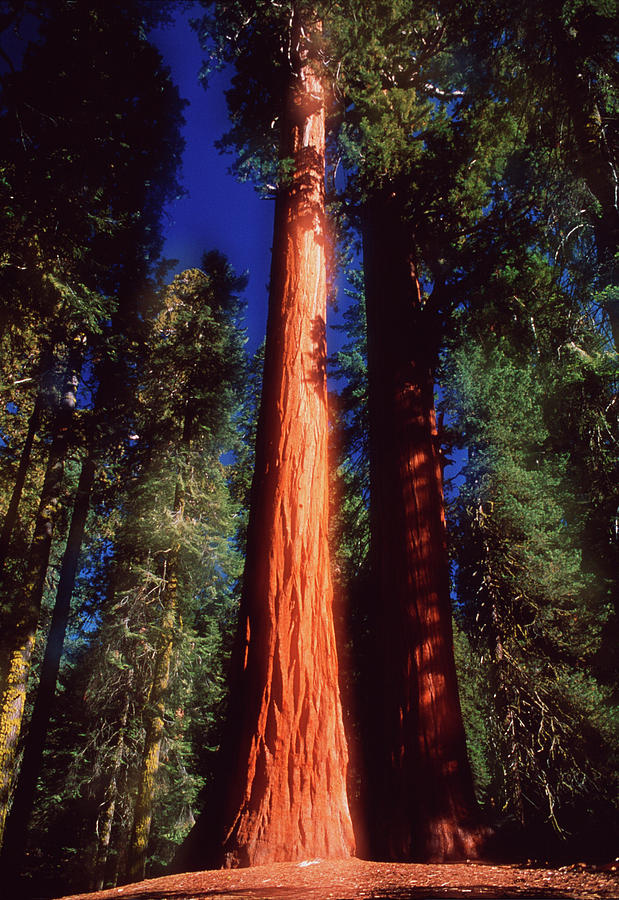Giant Sequoia Trees Photograph by David Nunuk/science Photo Library