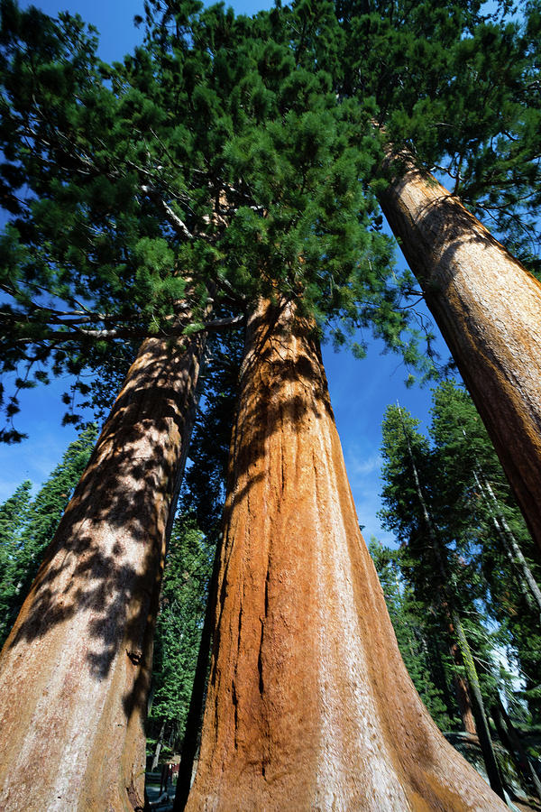 Giant Sequoia Trees In A Forest #1 Photograph by Panoramic Images