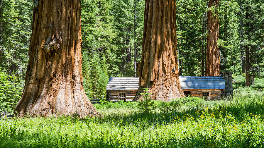 Giant Sequoia trees in Yosemite Photograph by Pierre Leclerc Photography