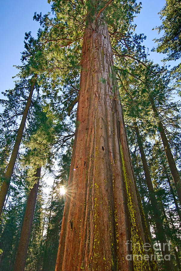 Yosemite National Park Photograph - Giant Sequoia Trees of Tuolumne Grove in Yosemite National Park. by Jamie Pham