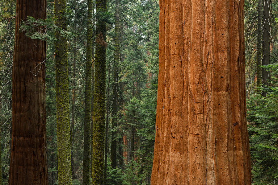 Giant sequoia trees, Sequoia National Park, California, USA Photograph by Marcoisler
