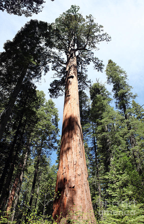 Giant Sequoia Photograph by Trekkerimages Photography - Fine Art America