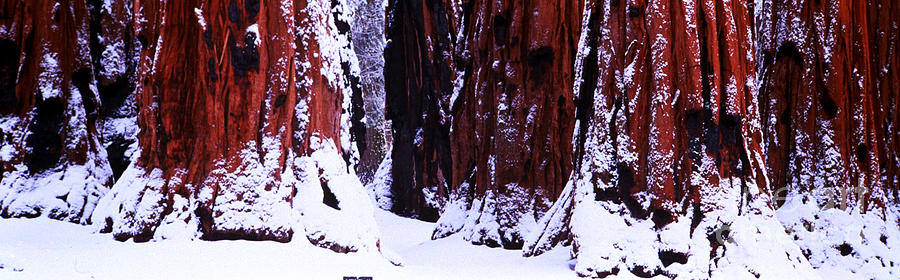 Giant Sequoia Trunks Dusted With Snow Photograph by Art Wolfe
