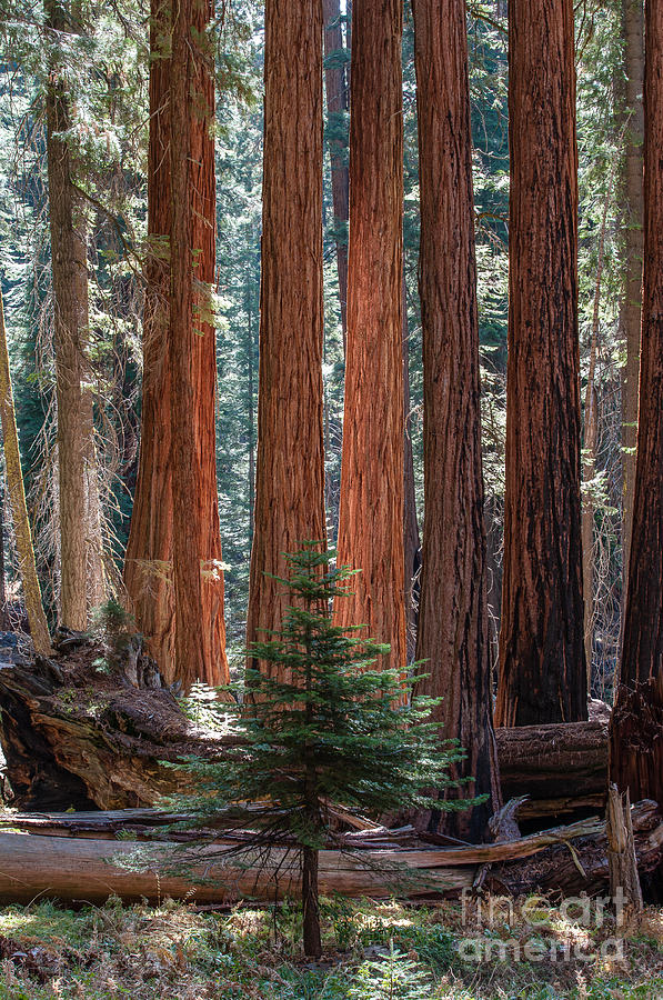 Sequoia National Park Photograph - Giant Sequoias 2-8005 by Stephen Parker