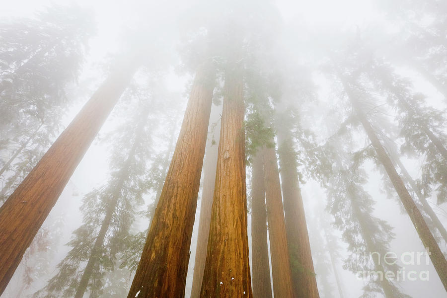 Giant Sequoias in the Fog Photograph by Yva Momatiuk John Eastcott