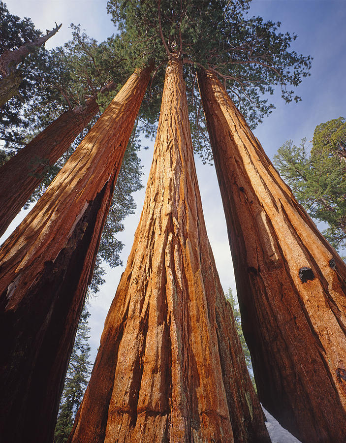 Kings Canyon National Park Photograph - 2M6833-Giant Sequoias by Ed  Cooper Photography