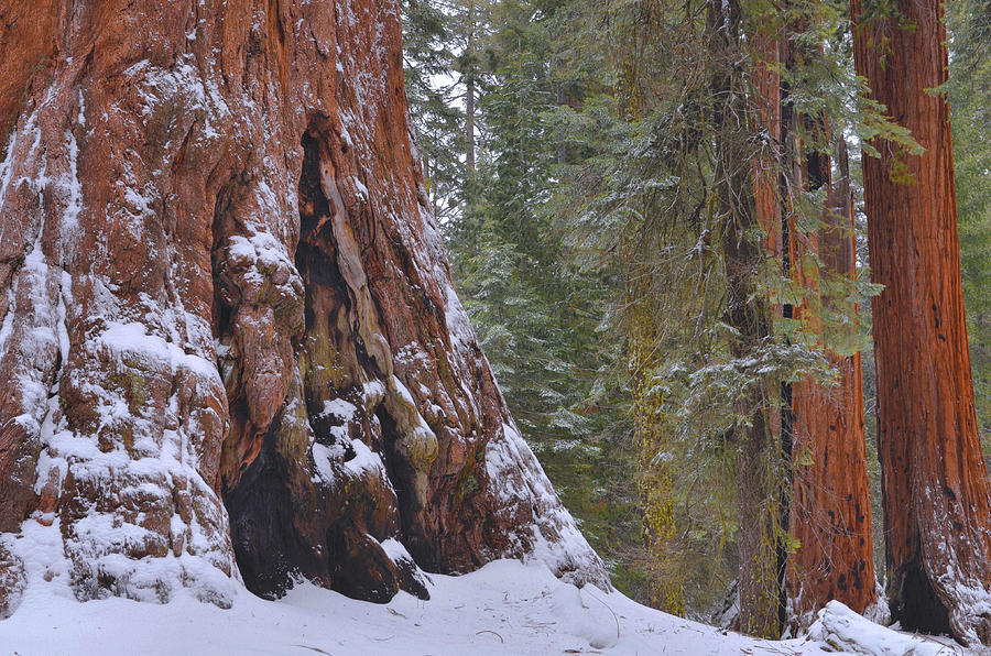 Giant Sequoias - Grant Grove Photograph by Stephen Vecchiotti