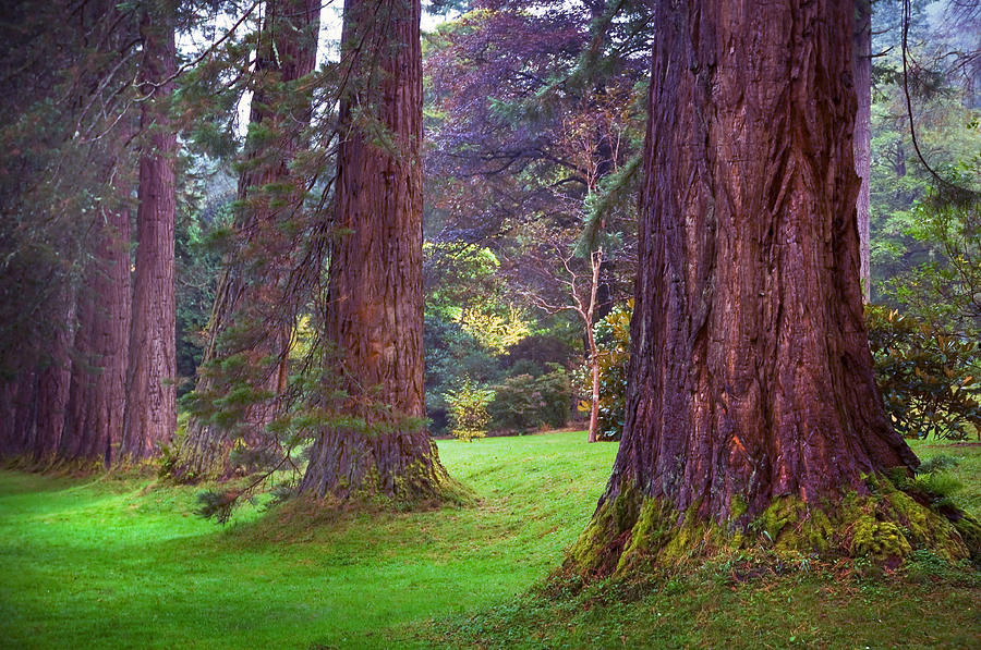 Giant Sequoias II. Benmore Botanical Garden. Scotland Photograph by Jenny Rainbow