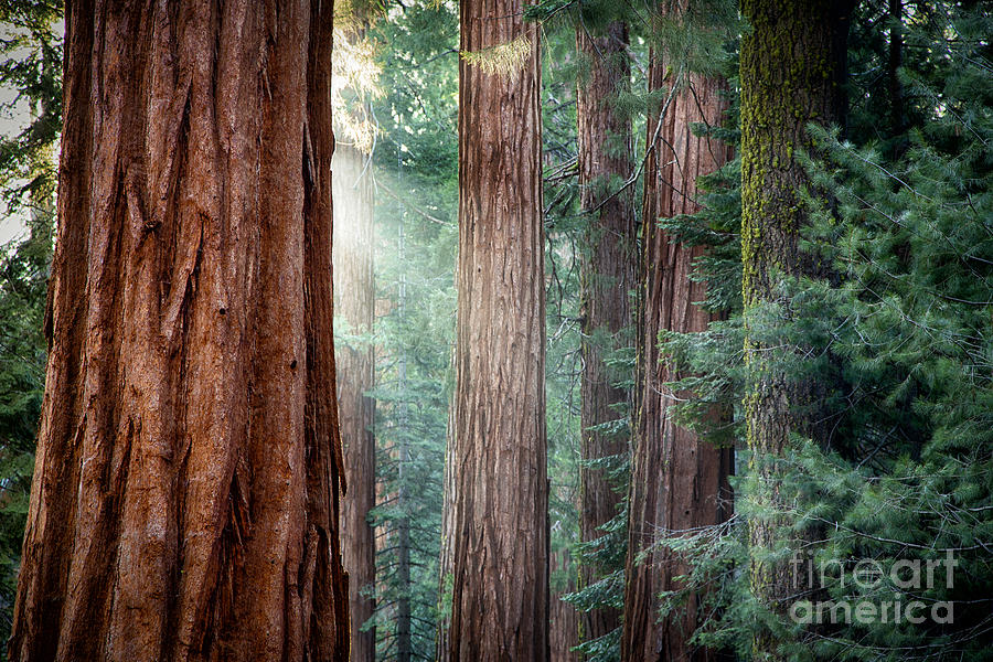 Giant Sequoias in early morning light Photograph by Jane Rix