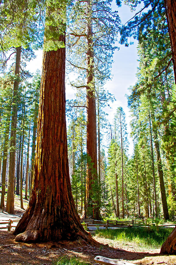 Giant Sequoias in Mariposa Grove in Yosemite National Park-California Photograph by Ruth Hager