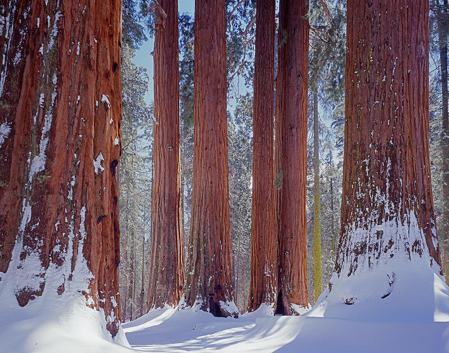 2M6839-Giant Sequoias in Winter Photograph by Ed  Cooper Photography