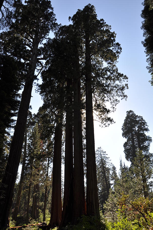 Giant Sequoias Photograph by Jean Hutchison