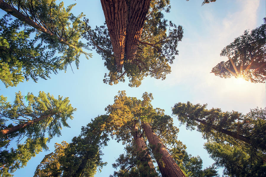Giant Sequoias Photograph by Malcolm Macgregor