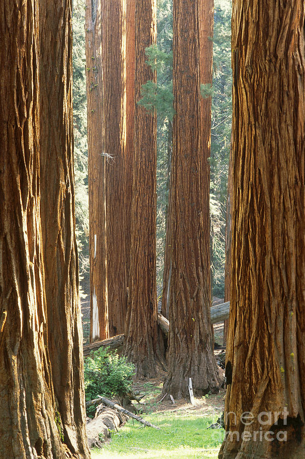 Giant Sequoias Sequoiadendron Giganteum Photograph by George Ranalli