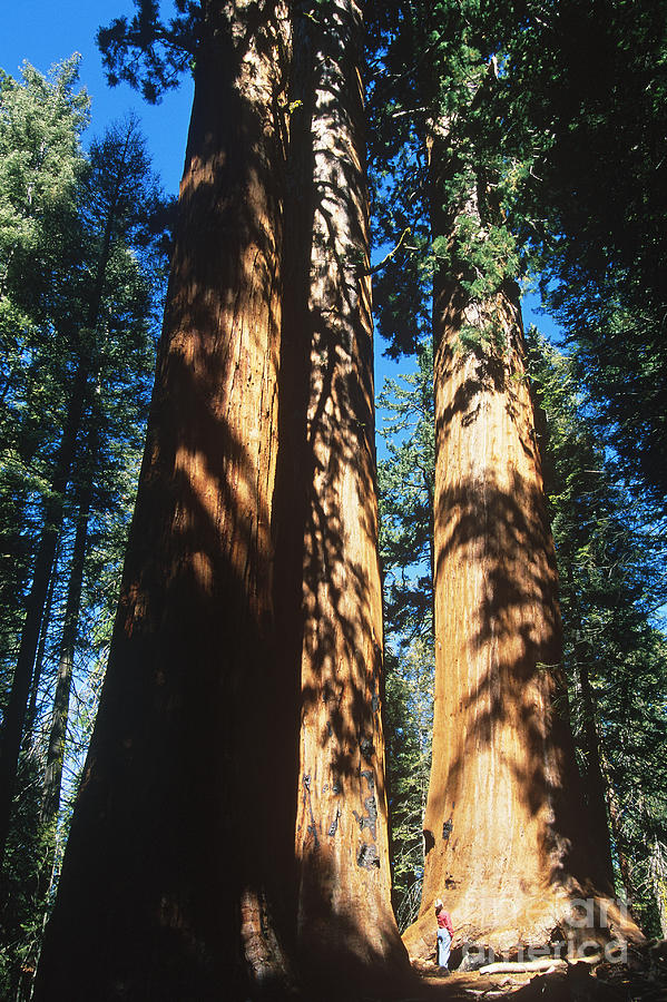 Giant Sequoias Sequoiadendron Giganteum Photograph by Gregory G. Dimijian, M.D.