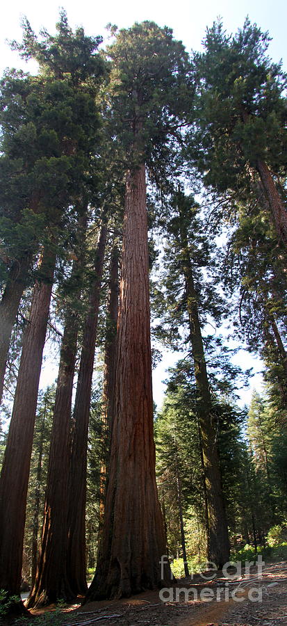 Giant Sequoias - Yosemite Park Photograph by Christiane Schulze Art And Photography