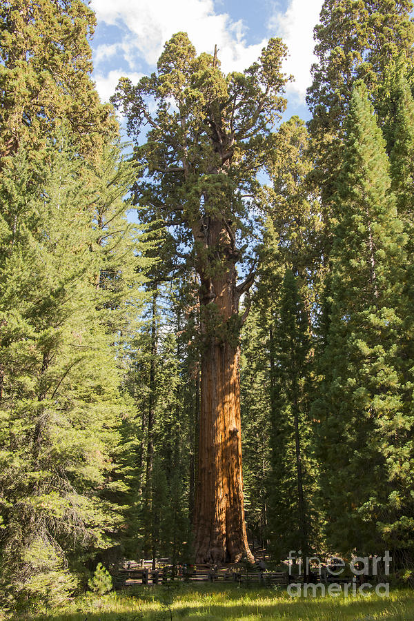 Giant Sherman Tree Photograph by Bob Phillips