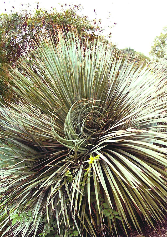 spiral cactus for sale australia