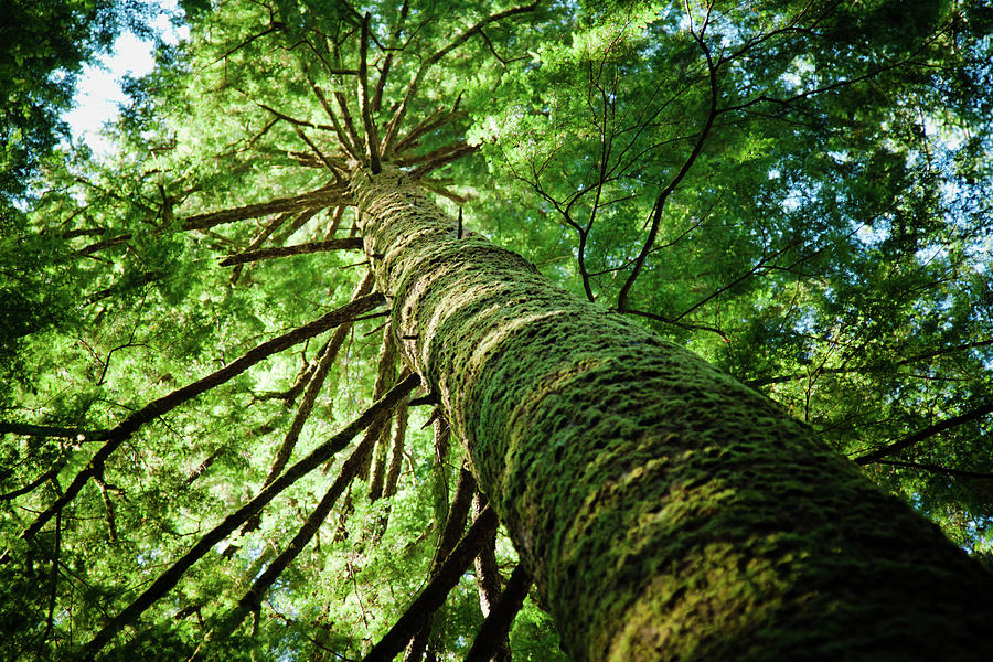 Giant Spruce Tree Canopy Photograph by Christopher Kimmel