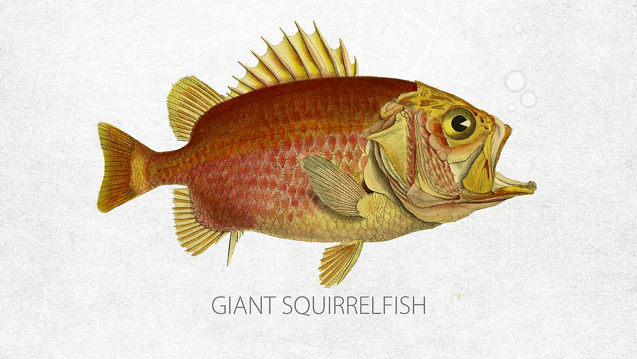 Fish Digital Art - Giant Squirrelfish by Aged Pixel