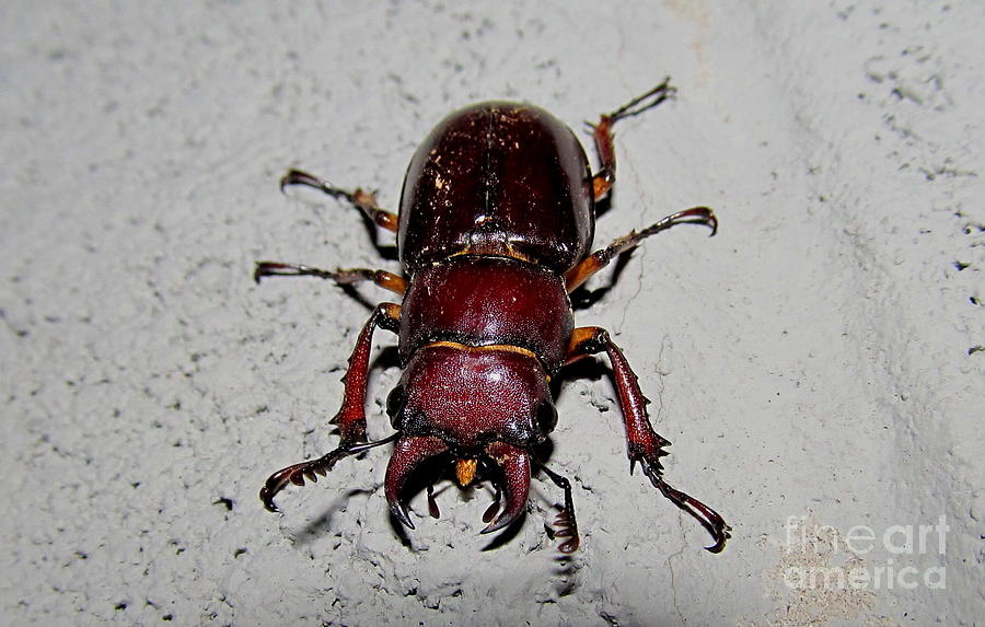 Giant Stag Beetle Photograph by Joshua Bales