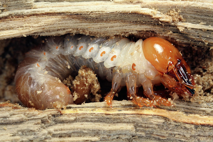 Giant Stag Beetle Larvae Photograph by Tomasz Litwin