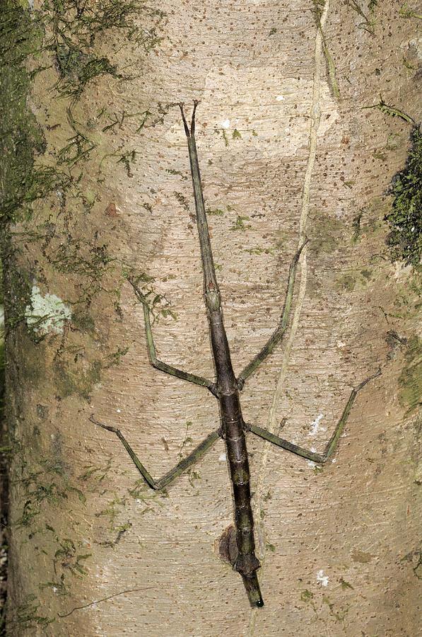 Giant Stick Insect  Pharnacia Sp Photograph by Fletcher & Baylis