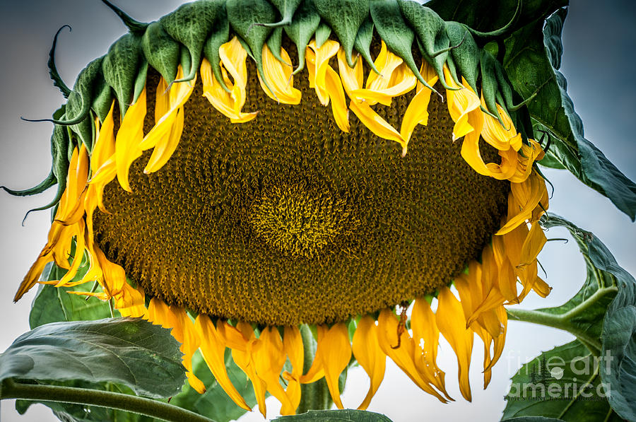 Giant Sun Flower Photograph by Ronald Grogan