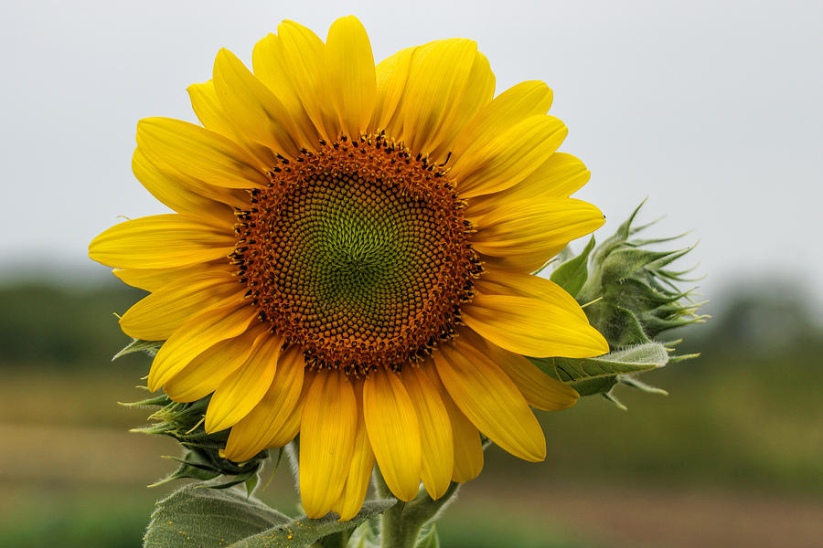 Giant Sunflower Photograph