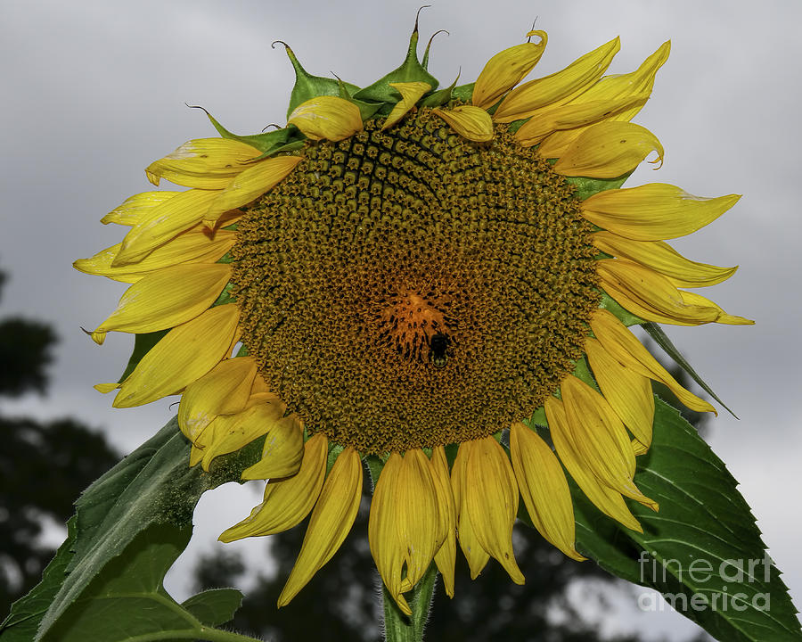 Giant Sunflower Photograph by Barbara Bowen