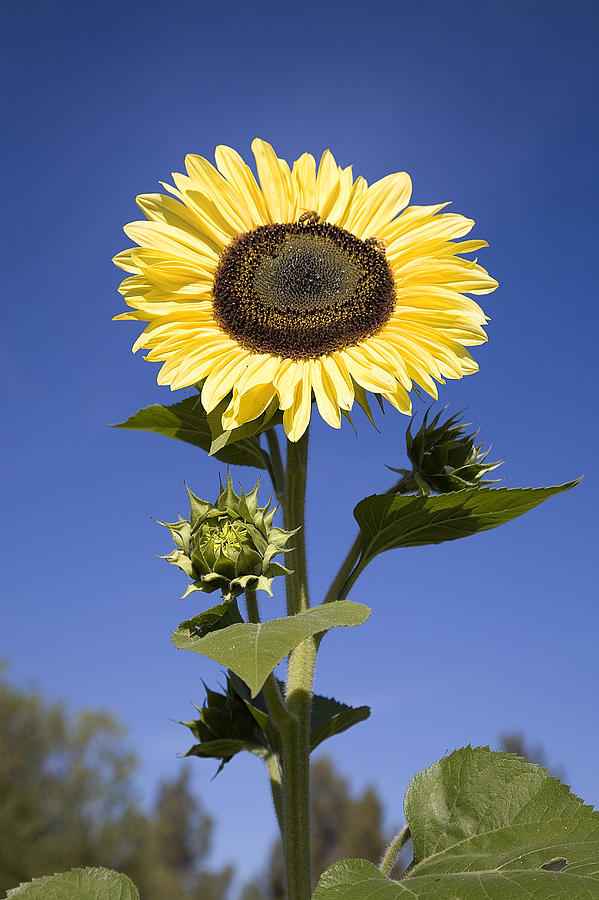 Giant Sunflower Photograph by Buddy Mays Fine Art America
