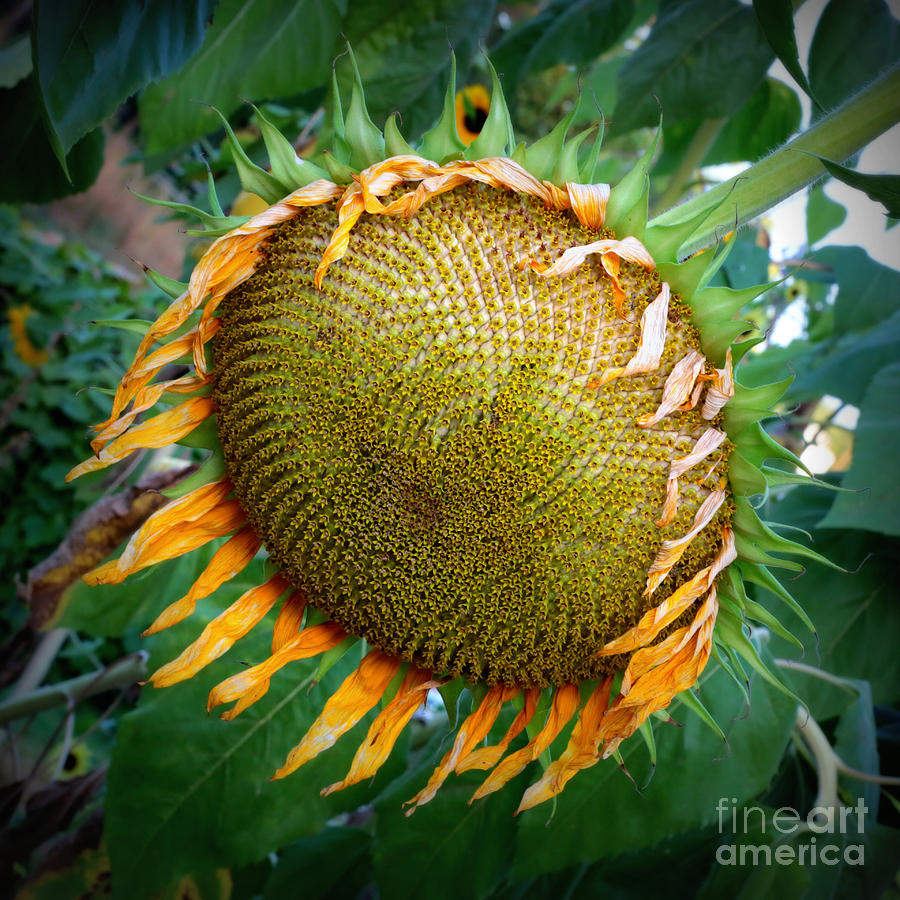 Giant Sunflower Drama Photograph by Carol Groenen