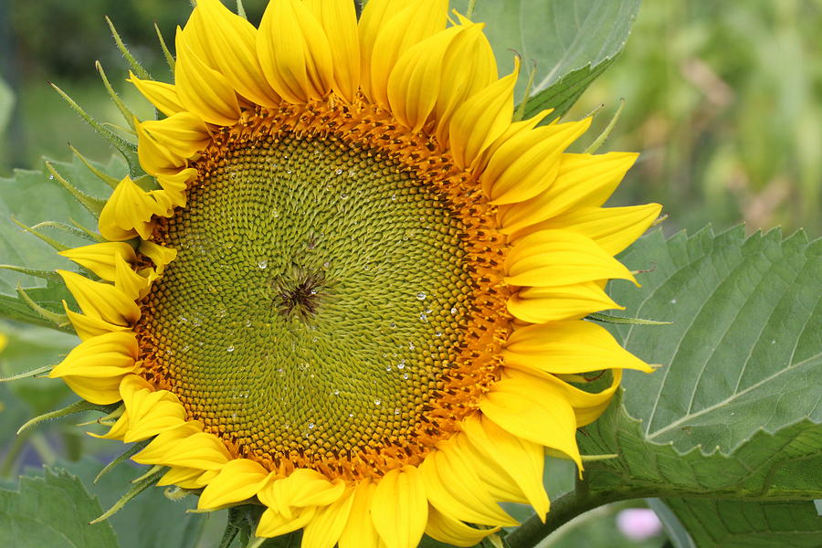 Giant Sunflower Photograph by Lucinda VanVleck