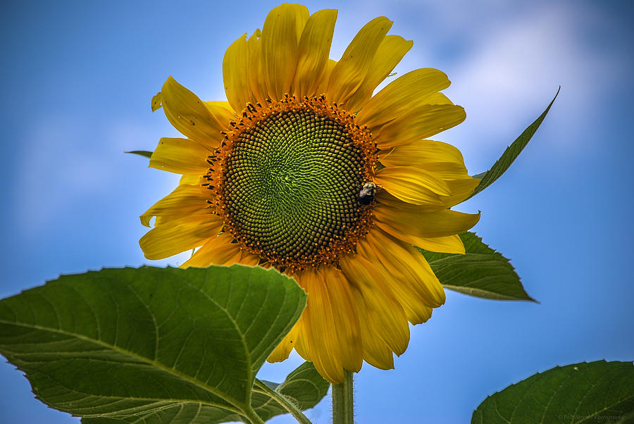 Giant Sunflower Photograph by Phil Abrams