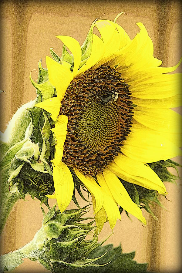 Giant Sunflower With Buds Photograph by Kay Novy