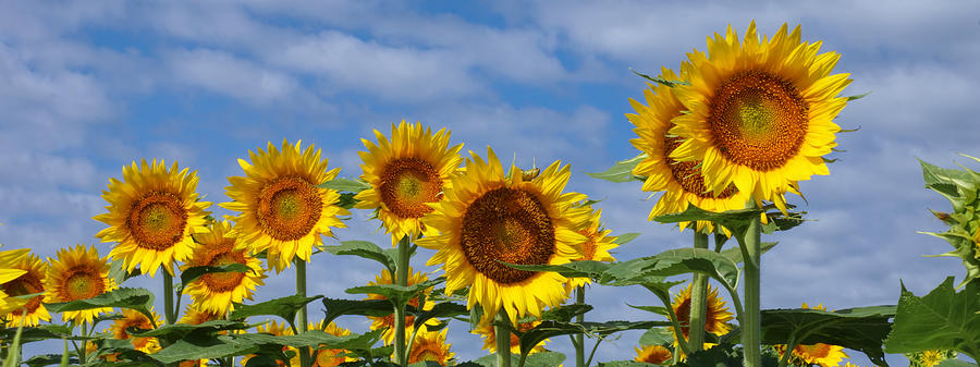 Giant Sunflowers Photograph by Alan Hutchins