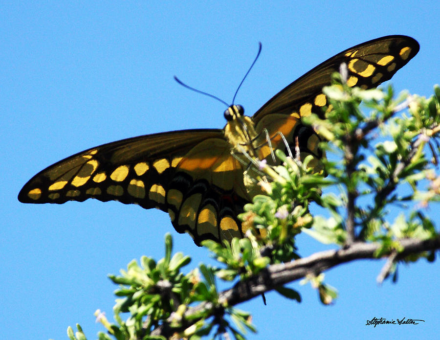 Giant Swallowtail Butterfly, Kartchner Caverns State Park, Arizona Photograph by Stephanie Salter