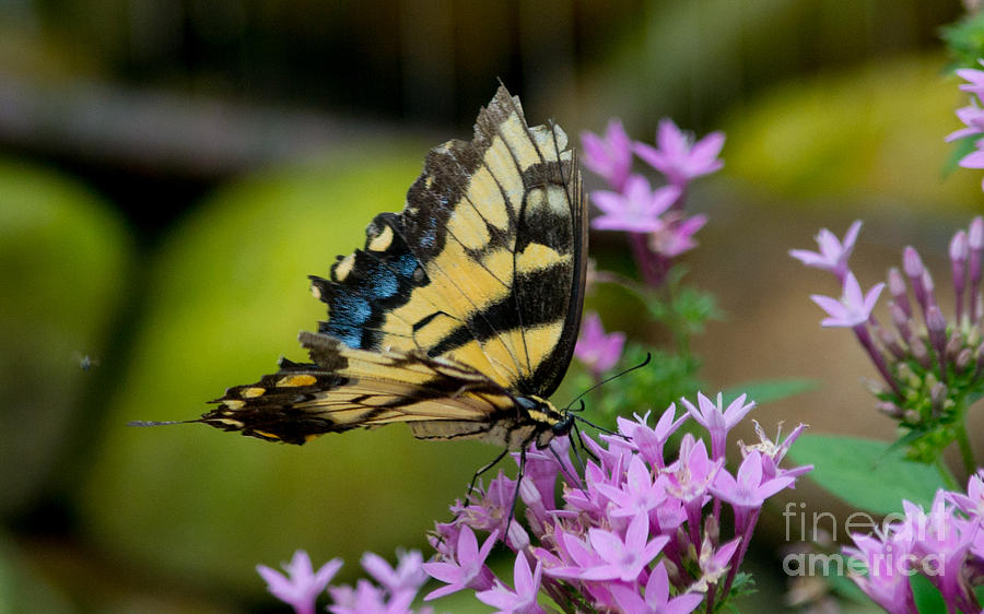 Giant Swallowtail Photograph by Angela DeFrias