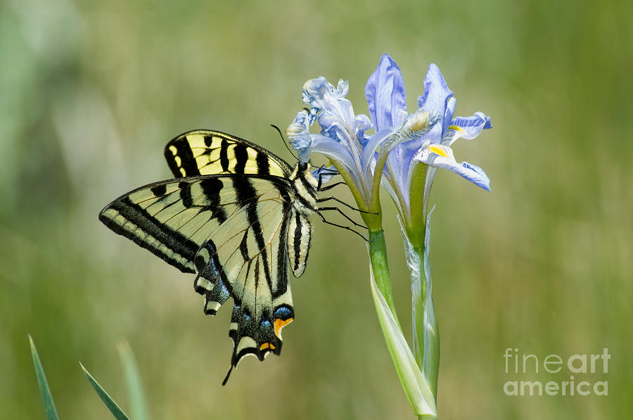 Giant Swallowtail Butterfly Photograph by Anthony Mercieca