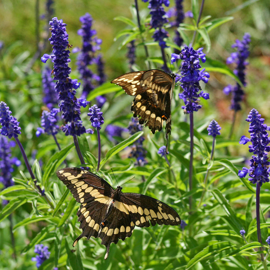 Butterfly Photograph - Giant Swallowtail Butterfly Couple by Karen Adams