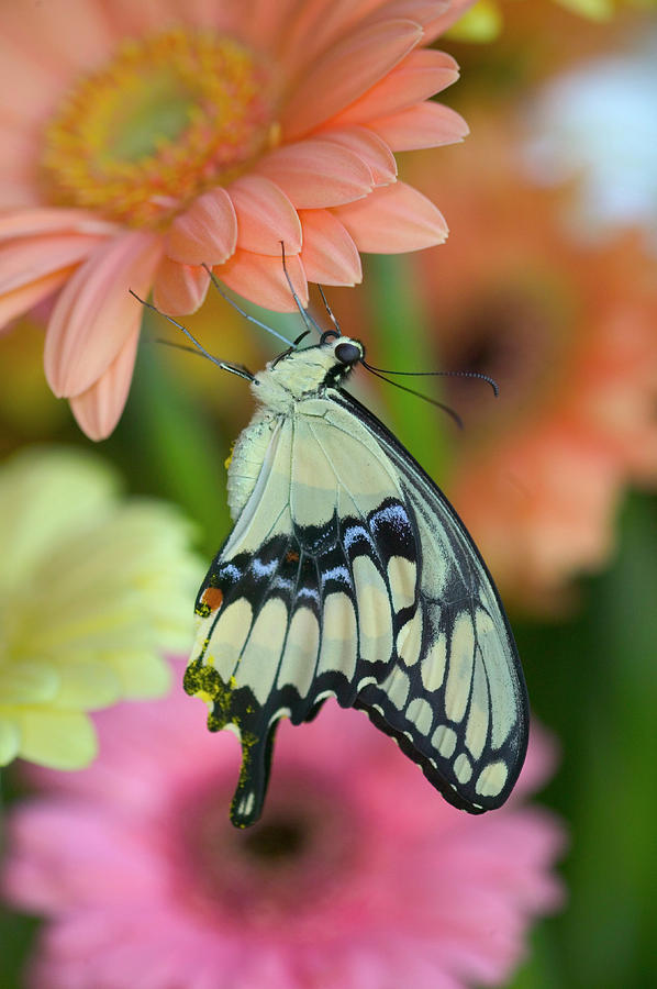 Giant Swallowtail Butterfly Photograph by Darrell Gulin | Fine Art America