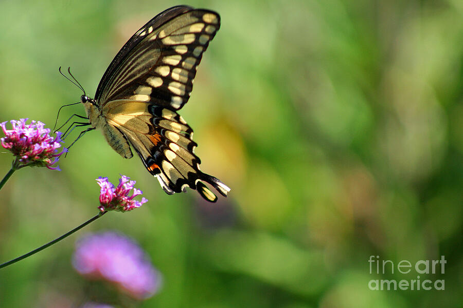 Giant Swallowtail Butterfly Photograph by Karen Adams