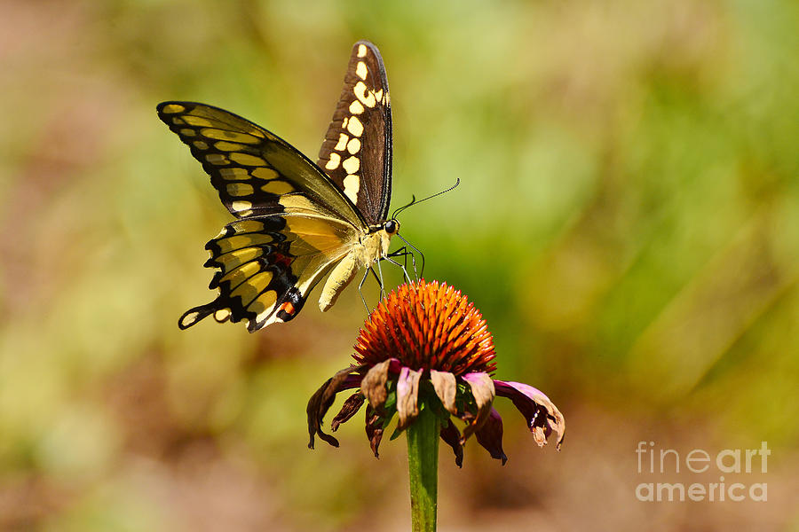 Giant Swallowtail Butterfly Photograph by Kathy Baccari