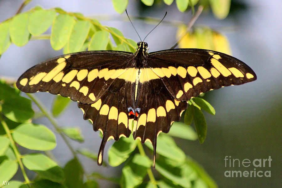 Giant Swallowtail Butterfly Photograph by Kathy  White