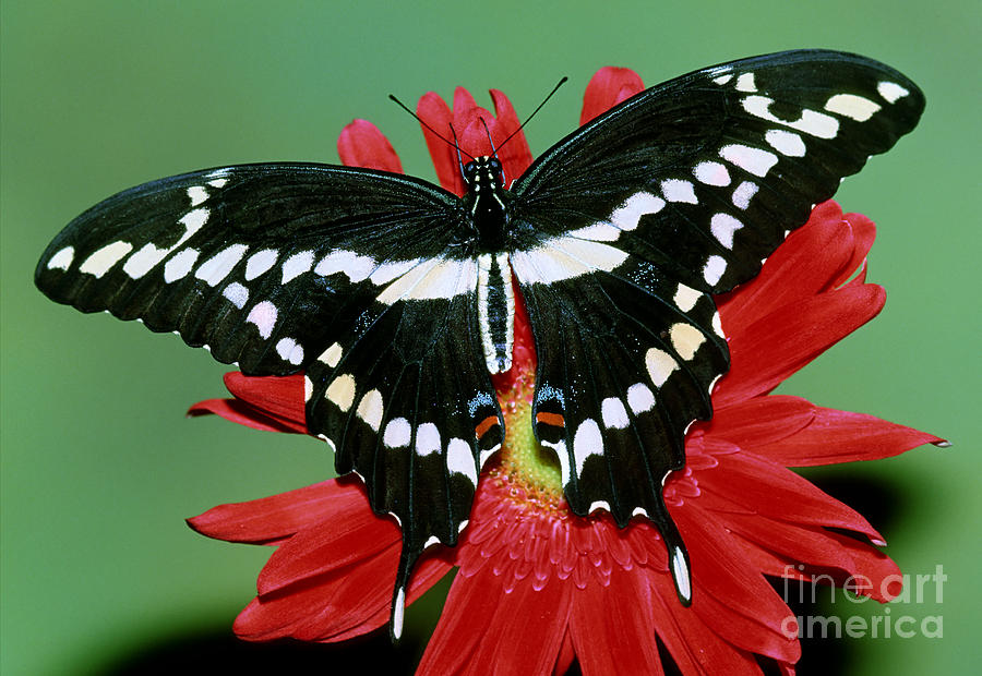 Giant Swallowtail Butterfly Photograph by Millard Sharp